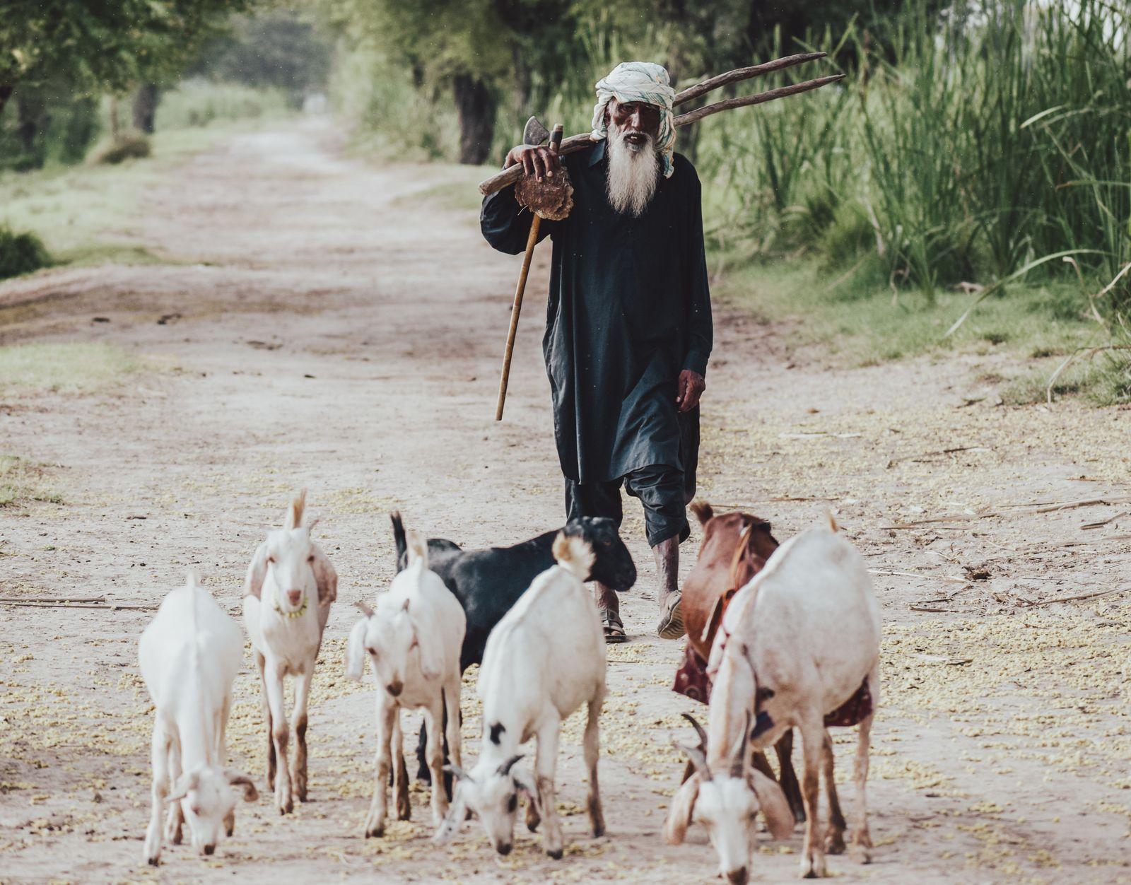 A farmer walking his goats along a village lane