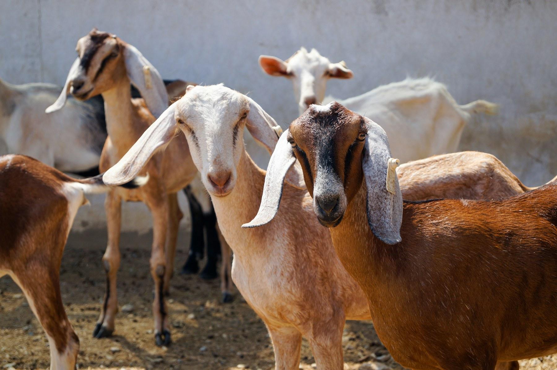 A crowd of long-eared goats gathered in front of a wall