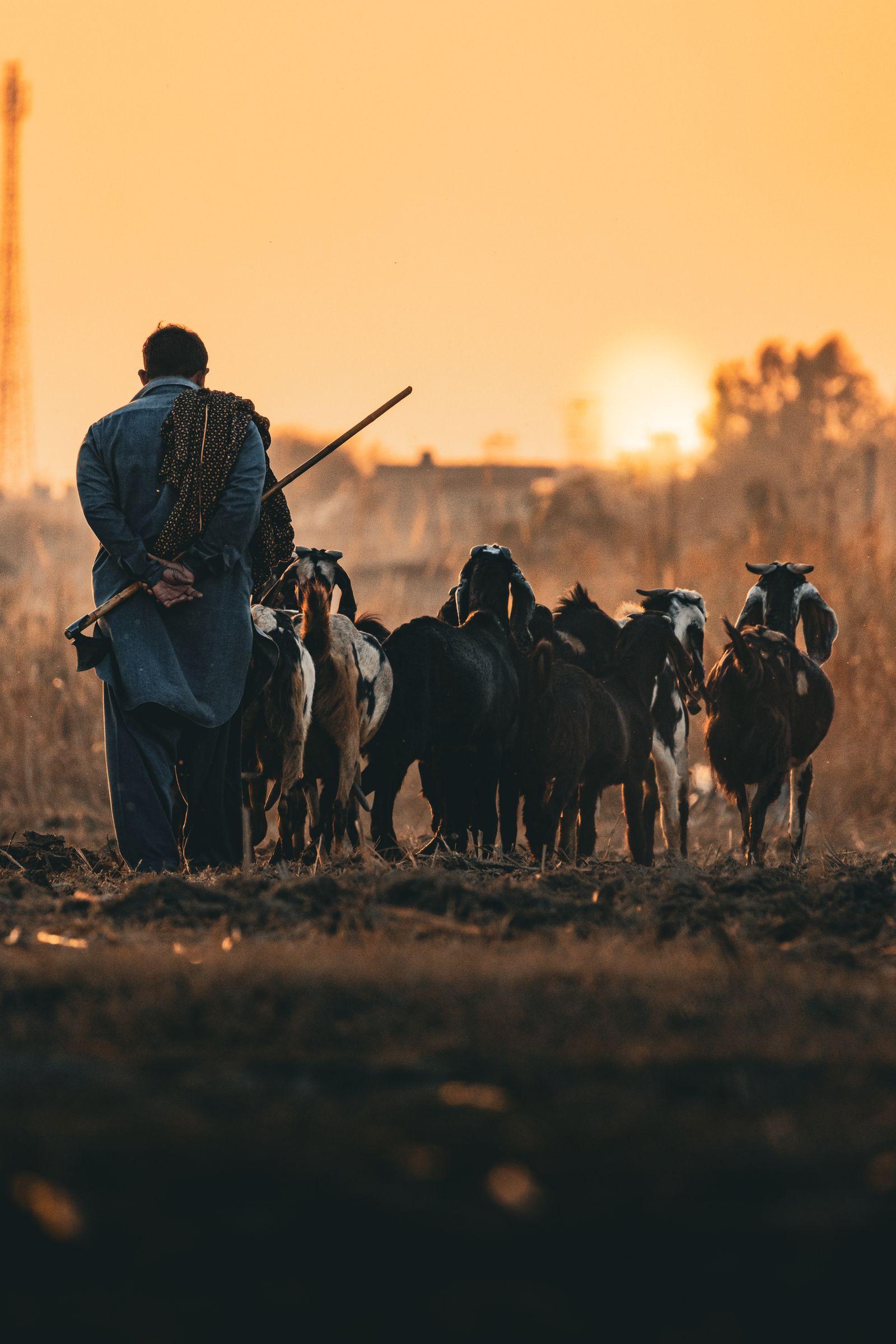 A herder taking his goats out across a field at sunset