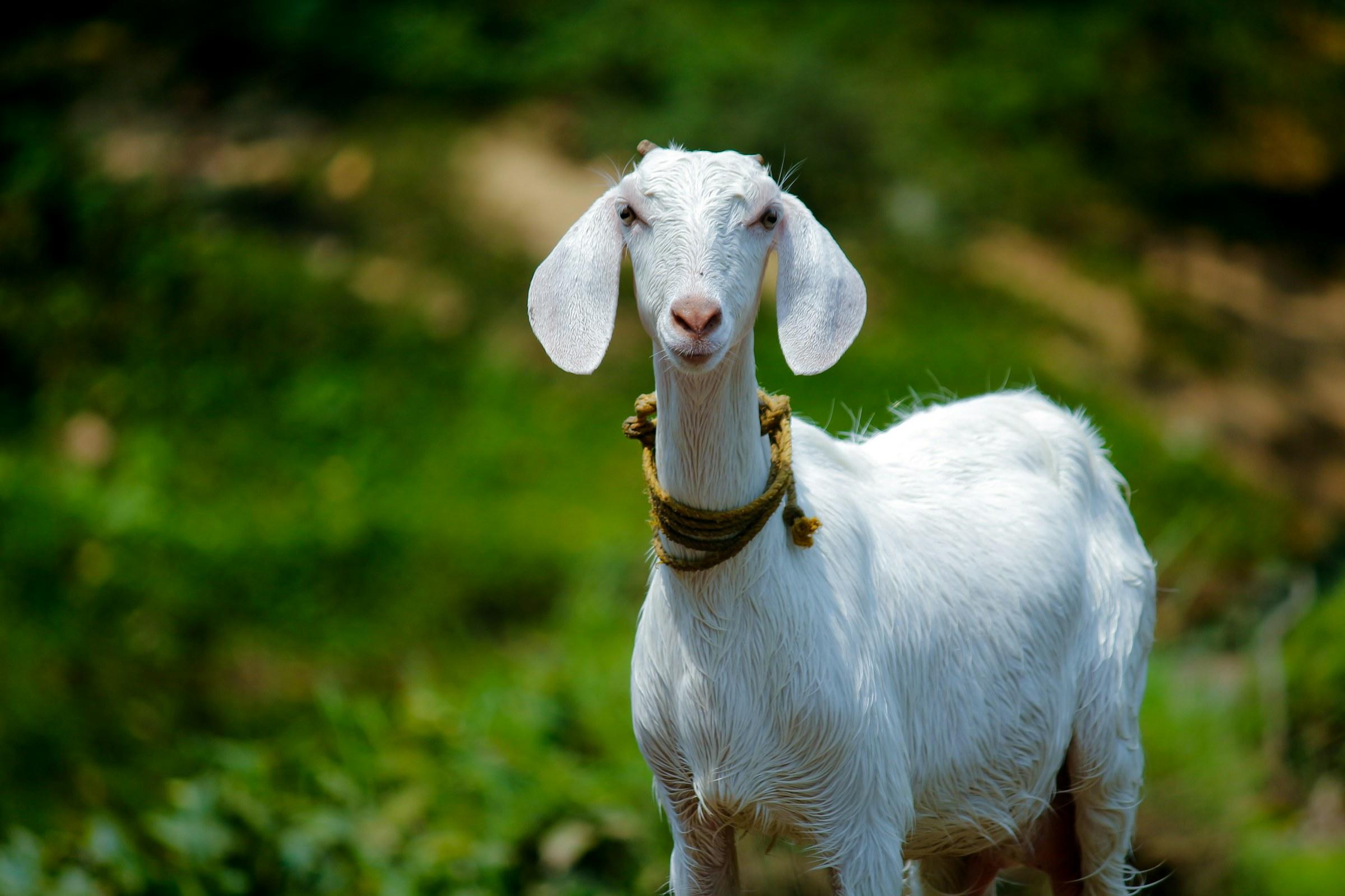 A white long-eared goat standing in green fodder