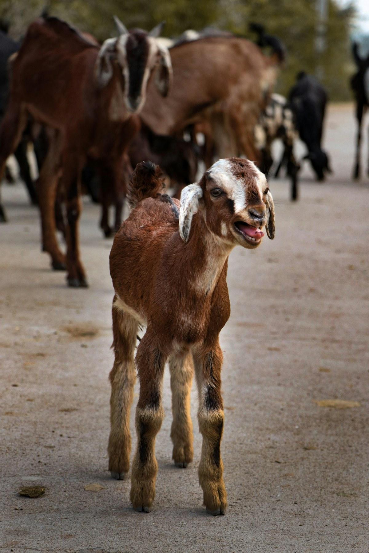 A young goat kid standing in a lane