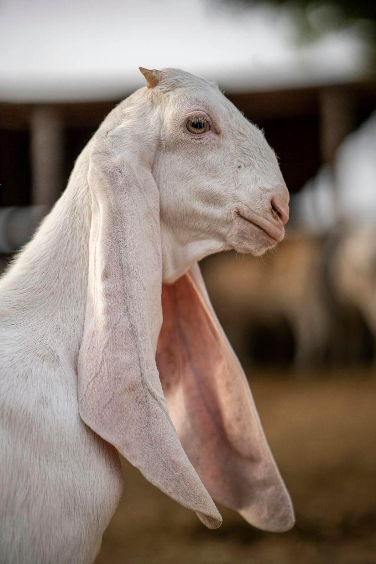 A white long-eared goat standing in a pen