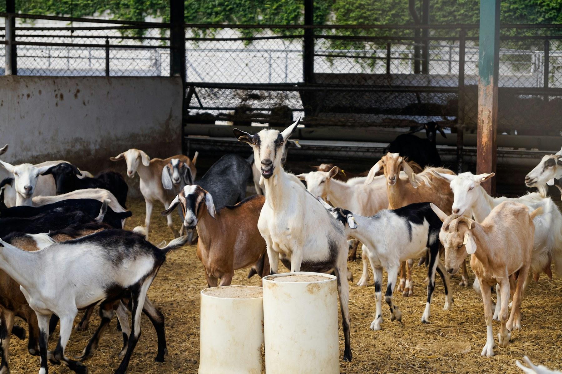 A herd of goats inside an open farm shed