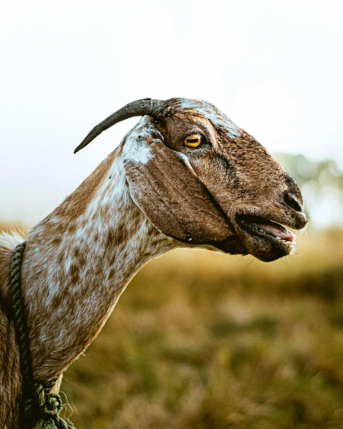 Profile of a speckled goat in warm evening light