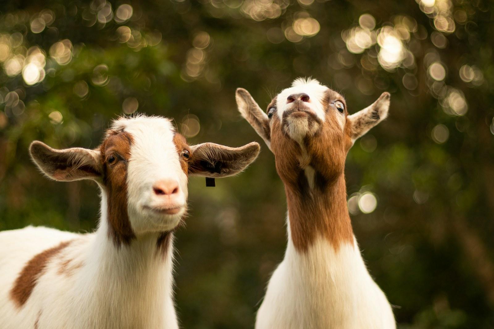 Two brown and white goats looking at the camera under trees